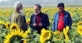 সাঘাটায় সূর্যমুখীর চাষ করে লাভবান হওয়ার স্বপ্ন দেখছেন কৃষক আলতাফ সাঘাটায় সূর্যমুখীর চাষ করে লাভবান হওয়ার স্বপ্ন দেখছেন কৃষক আলতাফ
